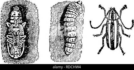. Le succès de l'élevage manuel stockman et . L'élevage, la médecine vétérinaire. HEADBD TÉLÉVISION BORER. a. Larve ; b. Chrysa- lis ; 1-. Partie du corps ; d. L'insecte parfait. Apple Tree Borer à tête. Ce coléoptère est d'un noir verdâtre- couleur, avec les lignes ci-dessus, et de brassy brille comme décor cuivre ci-dessous. Il est d'environ un pouce de longueur, mais le ver (larve) qui fait tout le dommage, est beaucoup plus petite. Le grub, qui a un très vaste, tête plate, s'attaque aussi à la poire, prune, et de pêche, ainsi que l'apple. En tant que mesures préventives utiliser le savon mou-.rec- ommeded traitement pour le "je laineux^oase. Banque D'Images
