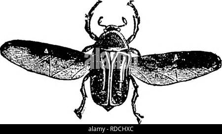 . Le succès de l'élevage manuel stockman et . L'élevage, la médecine vétérinaire. Le Carpocapse. Cet ennuyeux insecte est trouvé dans presque toutes les régions des États-Unis et Can- ada. Les papillons apparaissent sur l'aile sur le temps que les pommiers sont en fleurs, quand la femelle du papillon de. pose son petit jaune d'œufs sur le calice ou œil de l'oranger, tout comme le jeune apple est en train de se former. Il ne faut qu'une semaine pour qu'il puisse éclore, et im- immédiatement le petit ver, commençant du côté opposé à la tige, mange sur l'Apple à la base. Il y a deux méthodes pour réduire le nombre de ces ver Banque D'Images