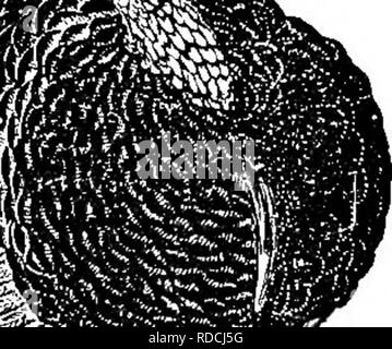 . Le succès de l'élevage manuel stockman et . L'élevage, la médecine vétérinaire. 442 MINISTÈRE DE LA VOLAILLE. après. Ttie en même façon, si vous avez envie de l'espagnol, l'Hambourg, l'andalous, le lyeghorns Minorcas, ou les oiseaux, et de garder pour le nombre d'oeufs qu'ils vont produire, je dis, choisir la variété qui vous convient le mieux. Donc, si votre objet est de produire le plus grand nombre d'œufs pour le moins d'argent, vous ne voulez pas l'une des plus grandes races ; ou si votre objet est la production de viande, vous ne voulez tout de la Méditerranée se reproduit. Je pense, toutefois, la plupart des agriculteurs sont mieux adaptés t Banque D'Images