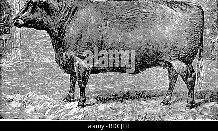 . Le succès de l'élevage manuel stockman et . L'élevage, la médecine vétérinaire. CATTI,B. 285 grains, viande juteuse. Ils sont de bons conducteurs, engraissent rapidement, et la qualité de leur chair est telle que les bouchers américains préfèrent toujours le bas pour leur marché. Ils ne sont pas grand animal ?, mais leur chair est mis sur dans les pièces les plus précieuses. En Amérique leur petite taille semble être leur grande objection, d'où l'animal n'est pas largement produites. Ils s'avéreraient rentables en sections de collines et de montagnes, où le gros bétail trouve diffi- cile à recueillir les herbes.. DEVON GÉNISSE, "jEN Banque D'Images