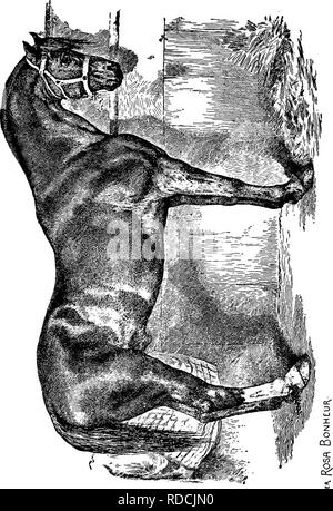 . Le succès de l'élevage manuel stockman et . L'élevage, la médecine vétérinaire. . Veuillez noter que ces images sont extraites de la page numérisée des images qui peuvent avoir été retouchées numériquement pour plus de lisibilité - coloration et l'aspect de ces illustrations ne peut pas parfaitement ressembler à l'œuvre originale.. Gardenier, Andrew A. Springfield, Mass. : King-Richardson Co. Banque D'Images