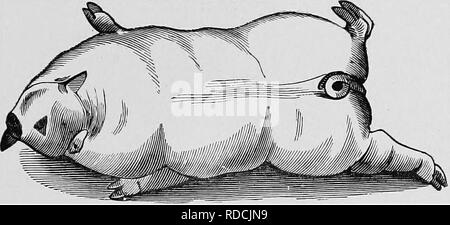 . Obstétrique vétérinaire ; un recueil à l'usage des étudiants et des praticiens. Obstétrique vétérinaire. Chapitre IX. Les maladies du FCETUS, ascite abdominale. C'est plutôt commun dans de grands troupeaux de bovins, et l'on pense être en raison d'un certain préjudice au fœtus z'n in utero. L'abdomen du fcetus est considérablement distendu par le fluide, et le foetus est souvent morts. Avant la livraison peut être effectuée dans ce cas, l'outil. Fig. 38. Anasarcous Fcetal. veau de la paroi abdominale (fcetus) doit être percé, et,, si ce n'est pas possible, à la perforation grâce à la poitrine avec une longue canule trocart et conçu pour e Banque D'Images