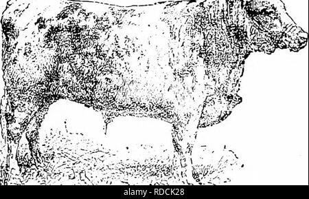 . Histoire de bovins Hereford : prouvé de façon concluante la plus ancienne d'espèces améliorées . Bovins Hereford. -.-^ HEREFORD. Â '* ii. fT T'^^'- - SHORTHORN. Bouvillons et concurrentes types comparatif, Smithfield gagnants, 1879. pays au cours des cinq ou six dernières années, quelque chose qui est, si ce n'est pas merveilleux, au moins aussi remarque- capable comme il doit être agréable de les champions de cette magnifique race de bovins. Comment tout cela a été dû à la persistance et l'nacious- pug l'utilisation de la presse ne peut, bien entendu, être définitivement établie, mais sans grand mérite pour justifier les revendications avancées par les amis de la race Banque D'Images