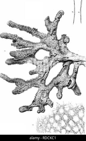 . Une monographie de l'Spongiadae britannique. Éponges. ft. Veuillez noter que ces images sont extraites de la page numérisée des images qui peuvent avoir été retouchées numériquement pour plus de lisibilité - coloration et l'aspect de ces illustrations ne peut pas parfaitement ressembler à l'œuvre originale.. Bowerbonk, James Scott, 1797-1877 ; Norman, Alfred Merle, 1831- éd. Londres, publiée pour la société Ray par R. Hardwicke Banque D'Images