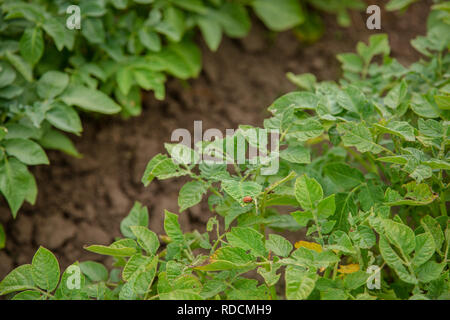 Doryphore de la pomme de terre sur les feuilles. Parasites dans l'agriculture. Les coléoptères du Colorado manger les jeunes feuilles de pommes de terre Banque D'Images