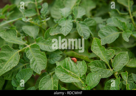 Doryphore de la pomme de terre sur les feuilles. Parasites dans l'agriculture. Les coléoptères du Colorado manger les jeunes feuilles de pommes de terre Banque D'Images