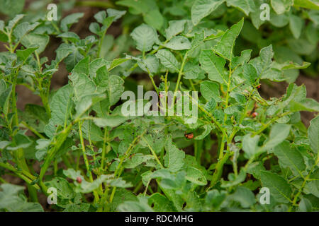 Doryphore de la pomme de terre sur les feuilles. Parasites dans l'agriculture. Les coléoptères du Colorado manger les jeunes feuilles de pommes de terre Banque D'Images