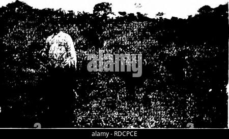 . Les forêts de l'Afrique de l'Ouest et des forêts . Les forêts et la foresterie. Fio. 17. - Un an, le palmier à huile entre 7 à 10 ans, 1911. Fig. ]." -Deux ans de plantation de palmier à huile [, Sokodé, III.. Veuillez noter que ces images sont extraites de la page numérisée des images qui peuvent avoir été retouchées numériquement pour plus de lisibilité - coloration et l'aspect de ces illustrations ne peut pas parfaitement ressembler à l'œuvre originale.. Unwin, Arthur Harold. Londres : T. F. Unwin, ltd. Banque D'Images