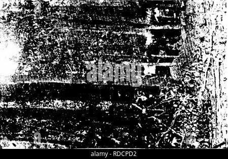 . Les forêts de l'Afrique de l'Ouest et des forêts . Les forêts et la foresterie. J3 tf hc5. ^-OS I k % ;-&gt ;. Veuillez noter que ces images sont extraites de la page numérisée des images qui peuvent avoir été retouchées numériquement pour plus de lisibilité - coloration et l'aspect de ces illustrations ne peut pas parfaitement ressembler à l'œuvre originale.. Unwin, Arthur Harold. Londres : T. F. Unwin, ltd. Banque D'Images