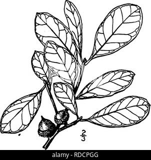 . Les arbres de l'Amérique du Nord : être des descriptions et des illustrations de l'arbres croissant indépendamment de la culture en Amérique du Nord, au nord du Mexique et les Antilles . Les arbres. 3o8 Les chênes de l'automne de la deuxième année, est sessile ou presque ; écrou oblongues-ovales, i8 à 35 mm. de long, brun, souvent rayé, l'apex ; velues minces shell et dur, légèrement velues à l'intérieur ; en forme de gorge, profondément en forme de soucoupe, ou parfois plus haut que large, de 12 à 15 mm. de diamètre, pubescentes et verdâtre à l'intérieur, épais et embrassant un tiers à la moitié de l'écrou, couverts par de fines écailles velues, un peu brun. Le bois est très dur et st Banque D'Images