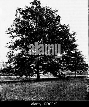 . Les arbres de l'Amérique du Nord : être des descriptions et des illustrations de l'arbres croissant indépendamment de la culture en Amérique du Nord, au nord du Mexique et les Antilles . Les arbres. 284 Les Chênes Le Pin oak se développe rapidement, est facilement l'objet d'une transplantation, et est l'un des plus de- sirable oaks pour l'ombre sur les rues ou dans les parcs. Une forme intéressante de cet arbre avec feuilles obovale étroite se produit sur la palissade du New Jersey.. Fig. 236. - Borne Oaks, New York Botanical Garden.. Veuillez noter que ces images sont extraites de la page numérisée des images qui peuvent avoir été retouchées numériquement pour plus de lisibilité -. Banque D'Images