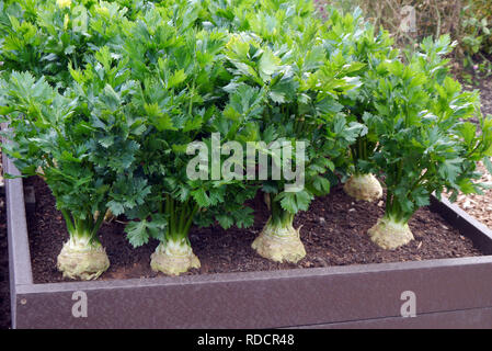 Prinz de céleri (Apium graveolens) cultivés dans un lit dans le potager à RHS Garden Harlow Carr, Harrogate, Yorkshire. Angleterre, Royaume-Uni. Banque D'Images