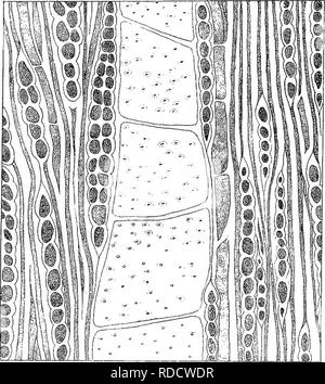 . Eucalyptographia. Une description de l'atlas d'eucalyptus de l'Australie et les îles ;. L'eucalyptus, la botanique. . Veuillez noter que ces images sont extraites de la page numérisée des images qui peuvent avoir été retouchées numériquement pour plus de lisibilité - coloration et l'aspect de ces illustrations ne peut pas parfaitement ressembler à l'œuvre originale.. Mueller, Ferdinand von, 1825-1896. Melbourne, J. Ferres, gouvernement. Imprimer ; [etc. ,Etc. ] Banque D'Images