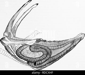 . Clé d'oiseaux de l'Amérique du Nord. Contenant des indications succinctes sur chaque espèce d'oiseau vivant et fossile connu à l'heure actuelle du continent au nord de la frontière du Mexique et des États-Unis, y compris le Groenland et Basse Californie, avec qui sont intégrées d'ornithologie générale : un aperçu de la structure et la classification des oiseaux ; et de l'ornithologie de terrain, un manuel de la collecte, la préparation et la conservation des oiseaux. Les oiseaux ; oiseaux ; 1887. TEE ANATOMIE D'BIIWS.-La pneumatologie. 203. Fig. 99. - Enroulement de la trachée dans le sternum de Grus americana ; réduit. (À partir de amer. Nat.)  %&gt ;.. Veuillez noter tha Banque D'Images