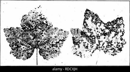. Maladies des fruits de Manuel . Les fruits. Maladies de cassis 207 touchés. Bien que les groseilliers sont sensibles à l'anthracnose, certaines différences de résistance sont visibles. Il a été observé que l'Albert la variété est résistante et le Fay et Victoria, à proximité de l'Albert, peut être gravement affectée. Encore une fois, le raisin blanc et Wilder sont sensibles, tandis que le Ruby Moore et perfection, elles sont résistantes. Les symptômes. La maladie est principalement un problème de feuilles (Fig. 54), bien qu'il montre aussi sur les pétioles, les jeunes tiges, les tiges de fruits et fruits.. Fig. 54, - C Banque D'Images