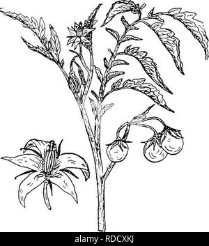 . La botanique pour les étudiants en agriculture . La botanique. 490 angiospermes. Fig. 440. - Une partie d'un plant de tomate portant des fleurs et des fruits, et aussi une fleur agrandie pour afficher la structure de la fleur. dodendrons et bruyères. Le Traihng (Arbutus Epigaea), qui est la fleur de printemps préférés partout où elle pousse, et le Madrona, l'un des plus beaux arbres de la côte du Pacifique, appartiennent à cette famille. La famille de patate douce (Convolvulaceae). - Les plantes de cette famille sont principalement des herbes ou twining. Leurs fleurs, comme celles de la gloire du matin illustrer, sont souvent tout à fait remarquable. Ils ont cinq s Banque D'Images