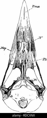 . Clé d'oiseaux de l'Amérique du Nord. Contenant des indications succinctes sur chaque espèce d'oiseau vivant et fossile connu à l'heure actuelle du continent au nord de la frontière du Mexique et des États-Unis, y compris le Groenland et Basse Californie, avec qui sont intégrées d'ornithologie générale : un aperçu de la structure et la classification des oiseaux ; et de l'ornithologie de terrain, un manuel de la collecte, la préparation et la conservation des oiseaux. Les oiseaux ; oiseaux ; 1887. 172 ORNITHOLOGIE GÉNÉRALE. D'autres caractères crâniens de ces oiseaux est d'il a souligné l'articulation de l'os avec la bouche, bec supérieur comme celui de l'zygoma Banque D'Images