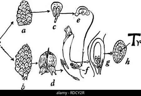 . La botanique pour les étudiants en agriculture . La botanique. 457 graines mi-juin de la deuxième saison, et bientôt la fécondation suit. En plus de sa simplicité, l'caractéristiques notables de la gamétophyte mâle ne sont que les spermatozoïdes n'ont pas de cils et qu'ils sont menés à l'archégone par le tube pollinique. Les semences. - L'œuf fécondé à premières formes niveaux de cellules, qui constituent un long filament, appelé un suspenseur, à la fin de laquelle l'embryon se développe profondément ancrée dans les tissus nutritifs du gamétophyte femelle. Quand les vieux l'embryon est encore entouré de beaucoup de tissus gamétophytiques appelé endosp Banque D'Images