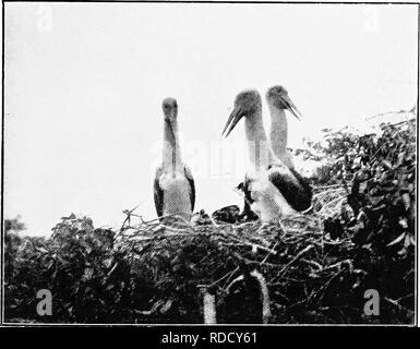 . Les oiseaux d'Australie. Les oiseaux. La Spatule à pattes jaunes genre 127 Platibis. Narines dans une profonde dépression. Les secondaires internes avec Ibis- comme panaches. La Spatule à pattes jaunes. Platibis flavipes. Austi-autres. Blanc, avec une touffe de plumes allongées sur l'avant-cou de la Lumière-couleur de paille ; front et la gaine supérieure jaune ; le projet de loi, les jambes et les pieds jaunes. Longueur totale 38 pouces, eulmen 9, aile arrière, 16,5 6,8, tarse 5.5.. Les jeunes Jabirus (Xenorhynehus asiaticus) sur le nid. H. Nielsen. Un nid de brindilles, structure fiat recouvert de feuilles, généralement sur une branche horizontale, sur ou près de l'eau. Les quatre ex Banque D'Images