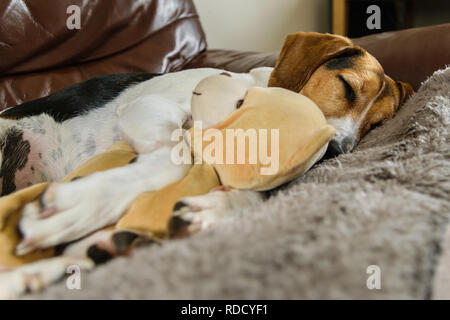 Mon Beagle très affectueux avec son couchage croix ours en peluche préféré. Banque D'Images