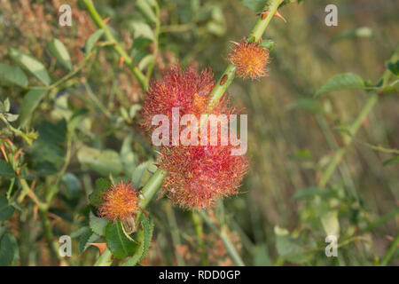 Gemeine Rosengallwespe Rosen-Gallwespe Gallwespe, une galle, chapeau Rose, Rosa erzeugt, Rosenapfel Rosengalle Schlafapfel,,,,, Diplolep Bedeguare Bedeguar Banque D'Images