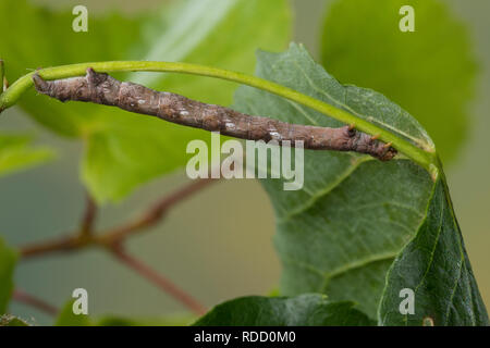 Graugelber Breitflügelspanner, Breitflügel-Spanner, Raupe une frist, Linde Agriopis marginaria, bordure en pointillés, Caterpillar, l'Hibernie hâtive, clé, Banque D'Images