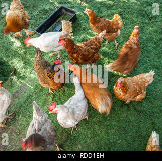 Des poulets dans un stylo sur un fond vert de l'herbe fraîchement tondue. Banque D'Images