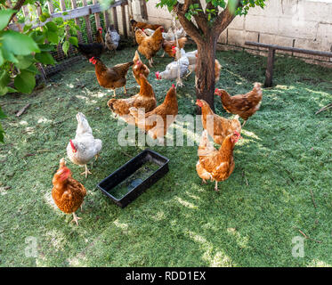 Des poulets dans un stylo sur un fond vert de l'herbe fraîchement tondue. Banque D'Images