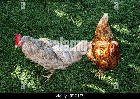 Des poulets dans un stylo sur un fond vert de l'herbe fraîchement tondue. Banque D'Images