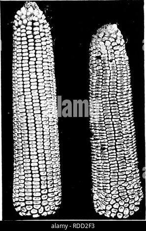 . Le livre du maïs : un traité complet sur la culture, la commercialisation et les utilisations du maïs en Amérique latine et ailleurs, pour les agriculteurs, les négociants, les fabricants et autres : un manuel complet sur la production, la vente, l'utilisation et du commerce des cultures de plus grande du monde . Le maïs. Botanique et variétés 33 à partir de la première colonisation de Nouvelle Angleterre, il y existe un jaune, 8 rangs, disque, fusil- kerneled avec oreilles de maïs dont la longueur varie, en fonction de la latitude, de sept à douze pouces. Au nord de ce maïs est devenu connu sous le nom de l'ancien Canada. En raison de défaillances partielles dans la récolte d'un loca Banque D'Images