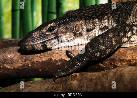 Contrôle de l'eau d'Asie (Varanus salvator) Banque D'Images