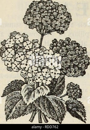 . E. H. Hunt : Seedsman. Pépinières (Horticulture) Illinois Chicago catalogues ; bulbes (plantes) ; Catalogues Catalogues fleurs ; graines de plantes ornementales ; catalogues, catalogues. 60 E. H. HUNT, SEEDSMAN, CHICAGO, ILLINOIS.. LANTANA. LANTANA. Très populaire et de plus en plus rapide,--- fleurs, plantes à grosse tête de fleurs de couleurs différentes, qui émettent un puissant par aromatiques- fume, et ne cesse de changer leur couleur. Les plantes forment des buissons, et pendant les mois d'été sont complètement chargé avec des fleurs, qui sont remplacé par des baies, qui, lorsqu'il est mûr, tourner à un bleu profond. Démarrer le Banque D'Images