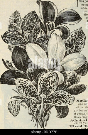 . E. H. Hunt : Seedsman. Pépinières (Horticulture) Illinois Chicago catalogues ; bulbes (plantes) ; Catalogues Catalogues fleurs ; graines de plantes ornementales ; catalogues, catalogues. E. H. HUNT, SEEDSMAN, CHICAGO, ILLINOIS. Nouveau Français Cannas.. CANNAS FRANÇAIS. Amélioration de cette classe de cannas, est rapide et prononcée. De nouvelles variétés sont constamment ajoutés, et le caractère élevé et la perfection de la plupart des nouvelles sortes mérite certainement attention et la culture. Nous savons de rien qui vous donnera satisfaction greather à l'amant de fleurs qu'un lit de charme ces plantes-. Ils ne nécessitent aucune Banque D'Images