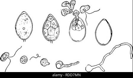 . La botanique pour les étudiants en agriculture . La botanique. 360 THALLOPHYTES Vrai Moules (Mucorales). - Il y a un certain nombre de moules dont certains appartiennent à d'autres divisions du champignons. Les moules de cet ordre sont caractérisées par un zygosporic reproduction, sur quel compte ils sont appelés les zygomycètes. Sur les près de 200 espèces connues, Moule à pain est le plus connu.. Fig. 311. - Les conidies des Mildiou de la pomme de terre, les zoospores, hyphes en croissance et des zoospores. À propos de X 400. Après Ward. Moule à pain (Rhizopus nigricans). - Moule à pain est très commun sur les maisons, la production d'un enchevêtrement d'hyphes moelleux Banque D'Images