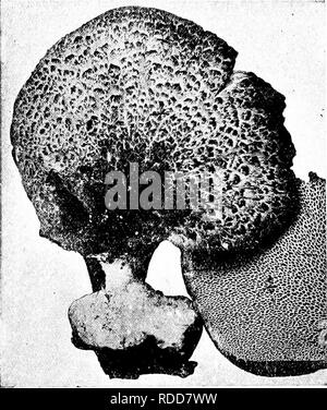 . Les champignons du Minnesota ... Botanique ; les champignons. Polyporus umbellatus 97 champignons interstitielle touffe d'entonnoir de 1 à 4 cm. de large Caps, en touffes denses de 15 à 20 cm. de large, fumée, jaunâtre ou rougeâtre, lisse, régulier, charnues, plus ou moins déprimée et sous forme d'entonnoir ; tiges 1- 3 X /2-2 cm., souvent de bifurquer vers le haut, réunies en une masse dense à la hase pores ; petit, blanc. Le nom fait référence à l'égide-comme des hauts. Sur le bois en décomposition et les souches ; bien-aromatisées. Polyporus frondosus touffe 1-5 cm Ventilateur Caps. de large, de 15 à 30 cm. de large tufts, gris de fumée, froissé ou lisse, ferme-charnue, en forme de ventilateur, lobées et diversement ; irréguliers s Banque D'Images