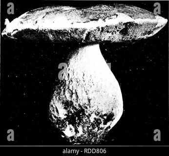 . Les champignons du Minnesota ... Botanique ; les champignons. Champignons interstitielle 89 tubes lisses ;, adnées, blanchâtres puis rosâtre, tournant où noirâtre terne ; spores meurtri, elliptiques, rose 10-12 X 5-6/m. Le nom fait référence à la couleur. Sur le terrain dans les bois, l'été et l'automne ; excellent. Boletus felleus Bolet Fiel C a p 7-20 cm. de large, de couleur jaunâtre à brun jaunâtre, ou brun rouge, lisse, con- vex à l'avion ; chair blanche, parfois devenir rosâtres où meurtri, bitter ; tige 10 cm. par 1 ou 2 cm., comme la PAC en couleur ou quelque peu plus pâle, lisse, certains-. La figure 54. Boletus edulis ce que ci-dessus ; filet des étamines soudé tubes, blanc, la bouche Banque D'Images