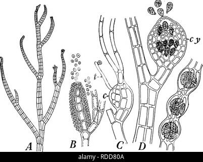 . La botanique pour les étudiants en agriculture . La botanique. Le carpogonium 328 THALLOPHYTES et trichogyne. La cellule pericentral, la grande cellule de l'axe à partir duquel le carpogonium se développe et l'vege--cellules, connues sous le nom de cellules auxiliaires, entourant le carpogo plutonium- participer à la formation de la cystocarp et sont donc considérées comme une partie de l'procarp. Afin de polysiphonia une procarp. Fig. 283, - Polysiiphpnia violacea. A, une partie d'une plante montrant la direction générale- ment et caractère multicellulaire du filament (X 75) ; B, une succursale d'anthéridies de roulement, dont certains se sont détachées (X 400) ; C, branche beari Banque D'Images