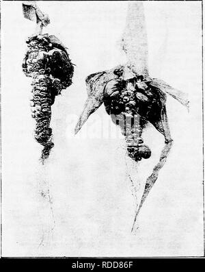 . Les maladies des plantes induite par les parasites cryptogamiques : introduction à l'étude des champignons pathogènes, slime-Champignons, bactéries, algues &amp ; . Les maladies des plantes ; plantes parasites, champignons. •278. l'ex USTILAGINEAE est le cas lorsque l'alimentation est abondante, comme lorsqu'en vertu de la culture artificielle, ce dernier en vertu de la nutrition moins favorables ; dans de très mauvaises conditions, les éléments constitutifs des cellules. Fig. 149.-l'Ustilago maydis. Chefs-maïs malades après le retrait de l'enveloppant de feuilles. Les chefs sont en proie à de charbon revient de toutes tailles, certains autres, niptlired stiU continue, (v. Tubeuf phot.) de le promycélium peut e Banque D'Images