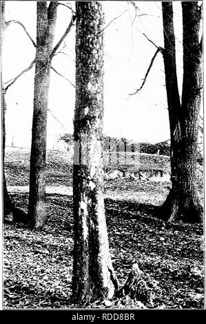 . Nos arbres et savoir les identifier : une étude de leurs habitudes populaires et leurs particularités . Les arbres. Arbre généalogique FAMILLE D'AVION. Tronc de l'Plaianui occideiitalts Sycamore,.. Veuillez noter que ces images sont extraites de la page numérisée des images qui peuvent avoir été retouchées numériquement pour plus de lisibilité - coloration et l'aspect de ces illustrations ne peut pas parfaitement ressembler à l'œuvre originale.. Keeler, Harriet L. (Harriet Louise), 1846-1921. New York : C. Scribner's Sons Banque D'Images