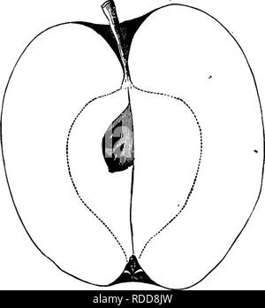 . American pomologie : pommes . Les pommes. DESCEIPTIONS 663 OP POMMES. La classe IV.-OBLONGUES DES POMMES. I. Commande-régulières. SECTION 1.-sucré. Sous-section 2.-rayé. Crilliflo^noir tver. Une ancienne variété, qui ne peut pas être très très apprécié, car c'est, mais l'indifférence des fruits, et pourtant, à cause de sa productivité et de conserver les propriétés, elle est considérée comme rentable pour la plantation de vergers. Fruits plutôt grandes, oblongues-ovales, régulier ; Surface près-. Fig. 267.-BLACK. GILLIFLOWEE ly couverts avec bandes de rouge très profond que faire ressembler presque noire. Très peu profondes du bassin, souvent tressées ; yeux Petit, fermé. Cavité buccale Banque D'Images