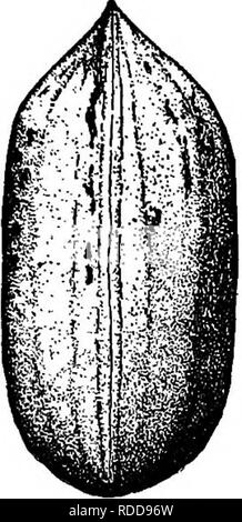 . L'American Fruit Culturist, contenant des orientations pour la propagation et la culture de l'ensemble des fruits adaptés aux États-Unis. La culture de fruits. J^UTS. 451 façons produisent des fruits plus tôt. Les indications concernant la corruption- ing, voir les orientations générales ailleurs dans ce livre. Il y a eu trop peu d'attention à la culture commerciale de pacanier arbres pour permettre d'obtenir des sortes de pépiniéristes. Les varieti4 énumérés ici ont généralement été nommés par leurs découvreurs ou serres,. Veuillez noter que ces images sont extraites de la page numérisée des images qui peuvent avoir été digita Banque D'Images