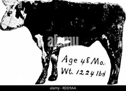 . L'alimentation du bétail et la version abrégée : l'essentiel de l'alimentation, aux soins, et la gestion des animaux de ferme, y compris la volaille : adapté et condensés à partir du bétail et l'alimentation (16e éd.). Rss ; alimentation animale. . Veuillez noter que ces images sont extraites de la page numérisée des images qui peuvent avoir été retouchées numériquement pour plus de lisibilité - coloration et l'aspect de ces illustrations ne peut pas parfaitement ressembler à l'œuvre originale.. Henry W., A. (William Arnon), 1850-1932 ; Morrison, F. B. (Frank Barron), 1887-1958. Madison, Wisconsin (Etats-Unis) La société Henry-Morrison , Banque D'Images