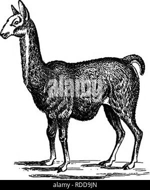 . Histoire naturelle des animaux. Contenant de brèves descriptions des animaux sur l'histoire naturelle de Tenney comprimés, mais complet sans les comprimés. Zoologie. HEEBIVOEES : Chameaux et lamas. 37 cours d'eau dans leur cours, ils servent souvent comme les routes du voyage dans les prairies. Bien que le nat- urally timide, le Buffalo, lorsque blessé, est furieux, et dangereuses pour l'hmiter. On estime que cinq cent mille de ces animaux sont tués chaque année ; de nombreux massacrés uniquement pour le sport, ou par- pad pour l'amour de la langue, mais la plupart d'entre eux pour leur peau, qui font de Banque D'Images