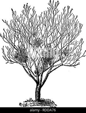 . L'American Fruit Culturist, contenant des orientations pour la propagation et la culture de l'ensemble des fruits adaptés aux États-Unis. La culture de fruits. Les maladies des fruits. 225 par le mûrissement prématuré du fruit qui, à l'élargissement à plus de la taille normale, prend une des taches non naturelle et violacée, rouge avec la chair striées de rose. Quand le fruit est mûr, semble-t-il d'un goût amer et sans valeur. Cette " forcer", comme on l'appelle parfois, peut être limité à un. Fig. 285.-quatre-année-vieux Peach Tree, et avec les jaunes montrant que "manches" ou "'pennyroj al sprouts Banque D'Images