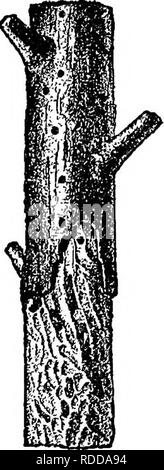 . L'American Fruit Culturist, contenant des orientations pour la propagation et la culture de l'ensemble des fruits adaptés aux États-Unis. La culture de fruits. Fig. 260.-Le Fruit-tree Bark Beetle, u-^ ^ ; coléoptère, même de profil ; c, pupe ; d^ larve ; tous les grande environ dix fois. (U. S. Div. de l'entomologie.) La plupart d'entre eux tenus à l'écart au-delà de la moitié de la perce : Hale's wash (deux applications), le buttage, papier goudronné, tiges de tabac, de creuser dehors, et le gaz de goudron. Dans les régions moins humide que dans le centre de New York, il est possible que certaines des méthodes, énumérés ci-dessus comme peu satisfaisante, s'avérera bon contre préventives thi Banque D'Images