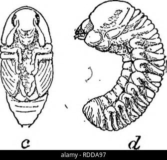 . L'American Fruit Culturist, contenant des orientations pour la propagation et la culture de l'ensemble des fruits adaptés aux États-Unis. La culture de fruits. Fig. 260.-Le Fruit-tree Bark Beetle, u-^ ^ ; coléoptère, même de profil ; c, pupe ; d^ larve ; tous les grande environ dix fois. (U. S. Div. de l'entomologie.) La plupart d'entre eux tenus à l'écart au-delà de la moitié de la perce : Hale's wash (deux applications), le buttage, papier goudronné, tiges de tabac, de creuser dehors, et le gaz de goudron. Dans les régions moins humide que dans le centre de New York, il est possible que certaines des méthodes, énumérés ci-dessus comme peu satisfaisante, s'avérera bon contre préventives thi Banque D'Images