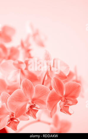 Orchidée Phalaenopsis fleur pousse sur Tenerife, Canaries. Les orchidées. Corail vivant. Banque D'Images
