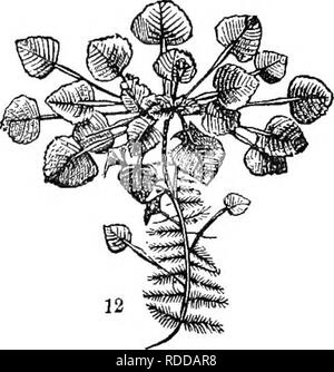 . La classe d'analyse-livre de botanique : conçu pour les académies et les étudiants. Les plantes. L'objet général. Nom chaque figure. La différence entre figa. 1 et 2. Définir Sinué-linéaire. Décrire la feuille-Lyrate Sinué l-l-l'Euncinate Pinnatifid. Comment est la feuille palmée Pédatiséqué l ? Décrire les feuilles peltées-la feuille d'oblique. Comment sont les feuilles à la fig. 12 ? Combien de feuilles de ce Endoffcn Exogen-de-comment distinguer leur cliaracters ? Si les lobes à tho base de la lame à la fig. 13 ont été mis au point de même, quel type de feuille serait-il ? Quelle est la distinction characte Banque D'Images