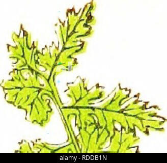 . Une histoire naturelle de nouveau et rare : fougères contenant des espèces et variétés, dont aucun n'est inclus dans aucun des huit volumes de "Fougères, britanniques et exotiques", parmi lesquels le nouveau hymenophyllums Trichomanes et . Fougères. ^ ^f (Js- '^J -.-^^^^- M. vi ii. : gifs^ S 'i !**^'. Veuillez noter que ces images sont extraites de la page numérisée des images qui peuvent avoir été retouchées numériquement pour plus de lisibilité - coloration et l'aspect de ces illustrations ne peut pas parfaitement ressembler à l'œuvre originale.. Lowe, E. J. (Edward Joseph), 1825-1900 ; Lowe, E. J. (Edward Joseph), 1825-1900. Nouveau et r Banque D'Images