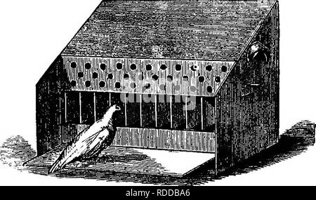 . Le pigeon pratique keeper. Les pigeons. Trémies POUD. 19 de ces trémies, il sera vu, sont en deux formes - un pour le centre de la pièce ou un loft, et l'autre pour être placé contre un mur. M. Battye a aussi inventé une trémie, illustré en Fig. 12, de sorte que chaque ouverture d'alimentation artificielle est fermée par une porte battante, et qu'il n'est ouvert que lorsque les pigeons sur l'étape d'un levier. Elles ont facilement apprendre à le faire et cette soj hopper a, par conséquent, l'un des avantages en lofts qui ne sont pas sparrow- la preuve, comme le poids des petits oiseaux n'est pas suffisant pour exposer le grain. Dans l'ensemble, pour les petits lofts ou d Banque D'Images